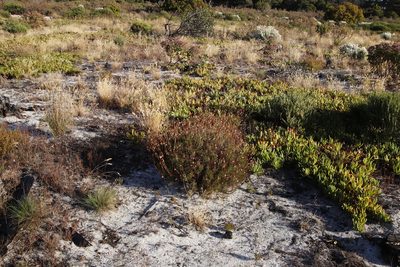 Ursinia paleacea, photographed by Tony Rebelo