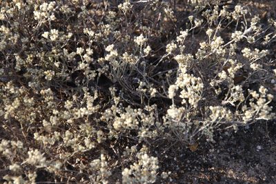 Helichrysum indicum, photographed by Tony Rebelo