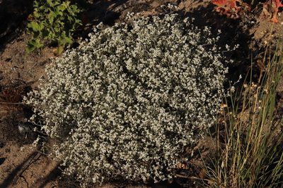 Helichrysum indicum, photographed by Tony Rebelo