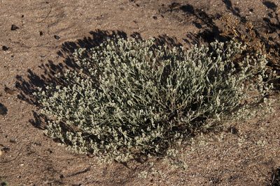Helichrysum indicum, photographed by Tony Rebelo