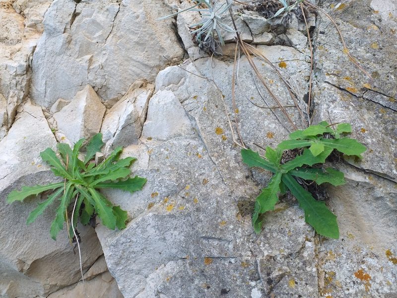 Hypochaeris laevigata, photographed by Riccardo Guarino
