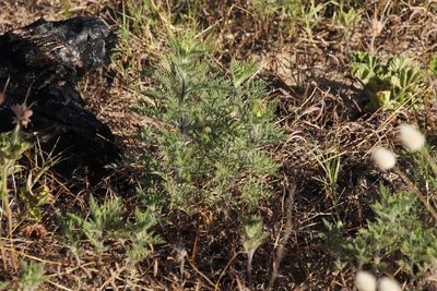Ambrosia tenuifolia, photographed by Tony Rebelo