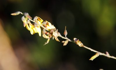 Wiborgia obcordata, photographed by Tony Rebelo