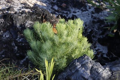 Athanasia crithmifolia, photographed by Tony Rebelo