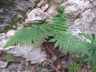 Dryopteris pallida, photographed by Riccardo Guarino