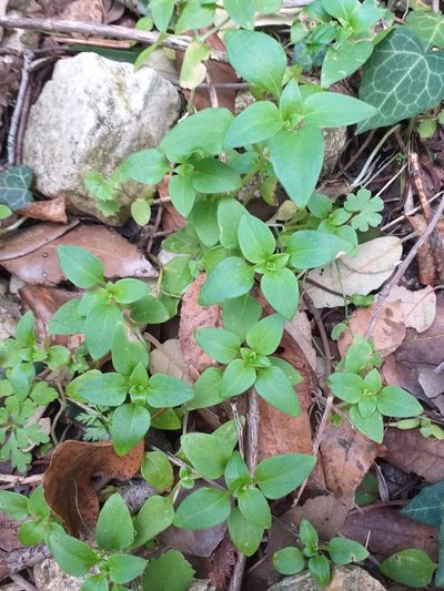 Theligonum cynocrambe, photographed by Riccardo Guarino