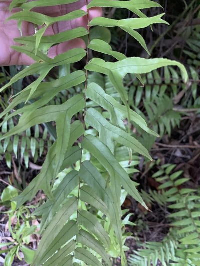 Nephrolepis falcata, photographed by Claire Herzog