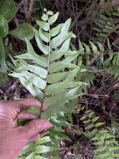 Nephrolepis falcata, photographed by Claire Herzog