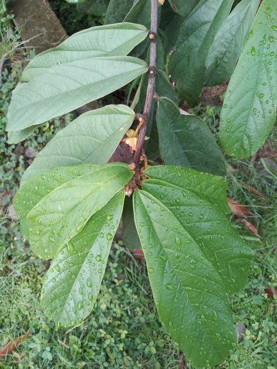 Theobroma grandiflorum, photographed by Alfredo F. Fuentes Claros
