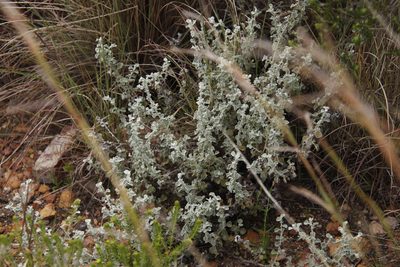 Helichrysum patulum, photographed by Tony Rebelo