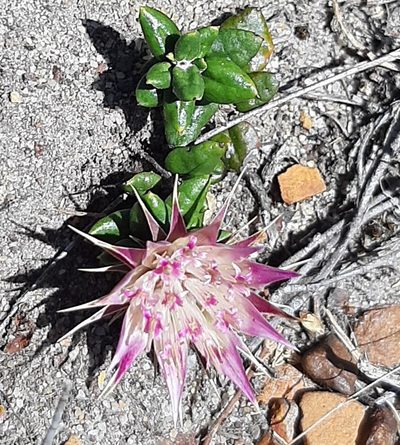 Macledium latifolium, photographed by Eugene Hahndiek