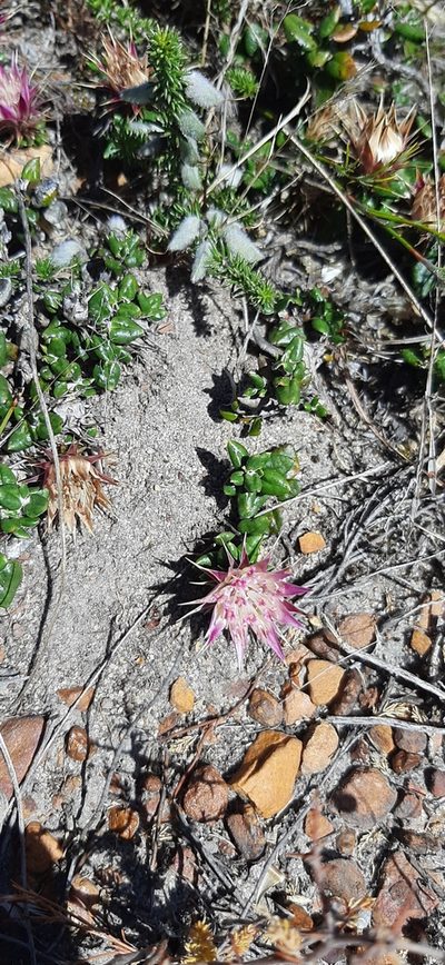 Macledium latifolium, photographed by Eugene Hahndiek