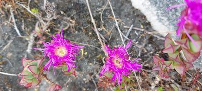 Erepsia forficata, photographed by sharndreheuvel