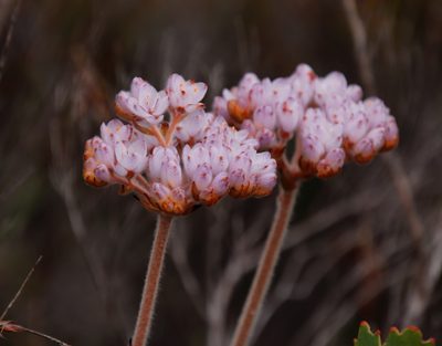 Dilatris pillansii, photographed by Tony Rebelo