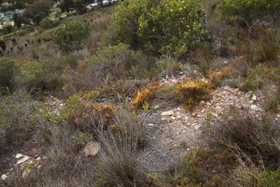 Cuscuta angulata, photographed by Tony Rebelo