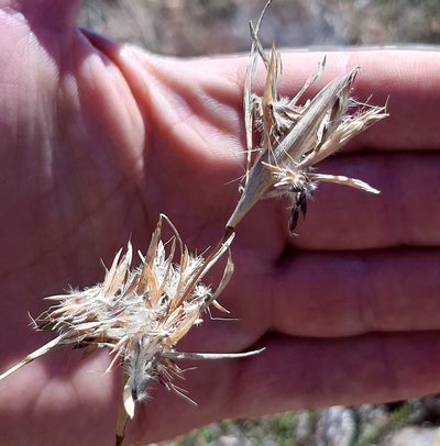 Cymbopogon marginatus, photographed by Eugene Hahndiek