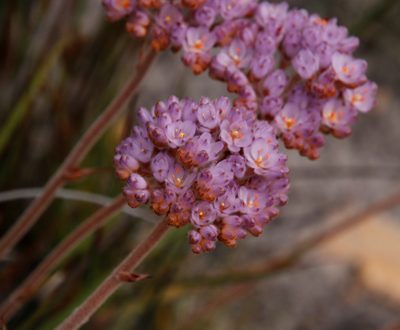 Dilatris pillansii, photographed by Tony Rebelo