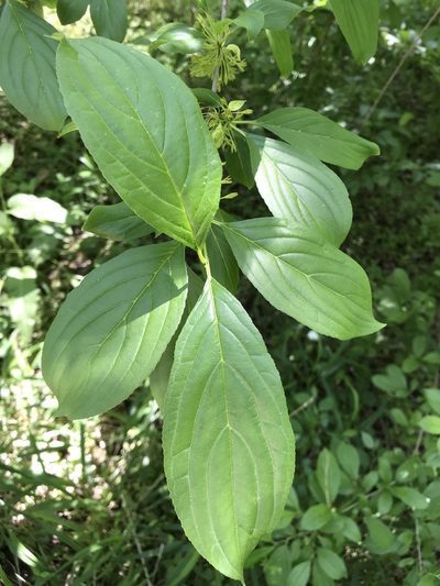 Rhamnus davurica, photographed by Alan Weakley