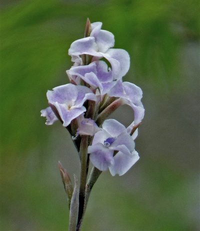 Tillandsia streptocarpa, photographed by Hugo Hulsberg