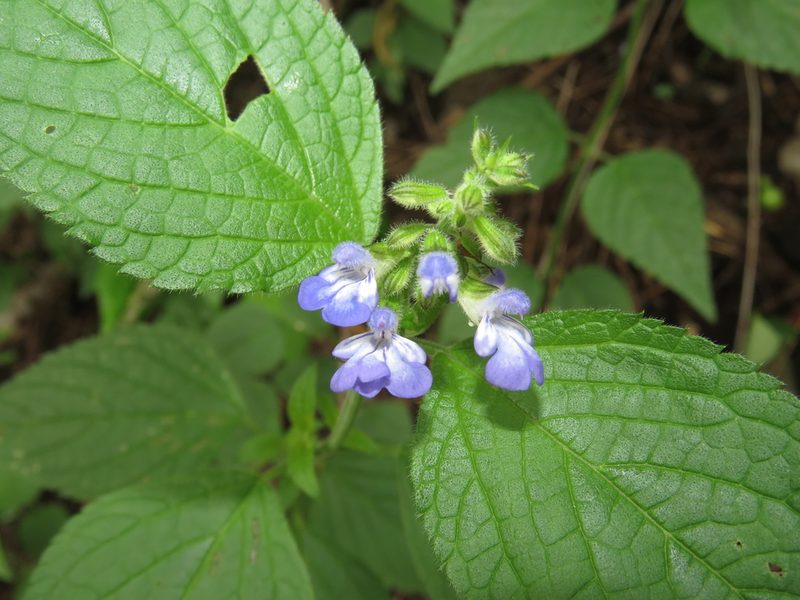 Salvia rypara, photographed by Nicolas Olejnik