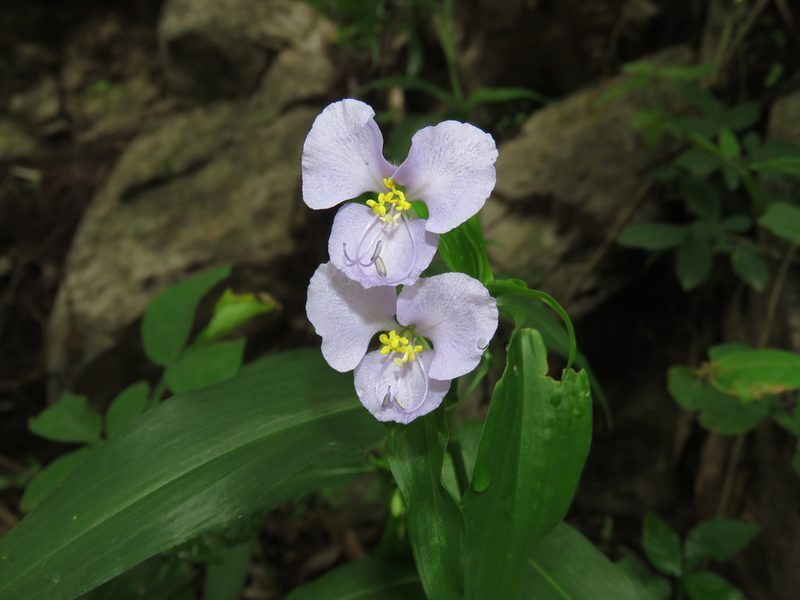 Commelina tuberosa, photographed by Nicolas Olejnik