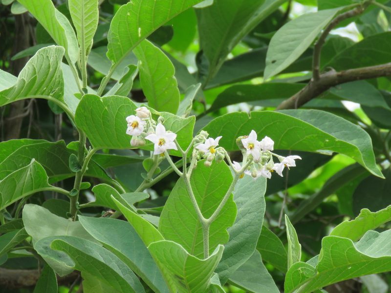 Solanum riparium, photographed by Nicolas Olejnik
