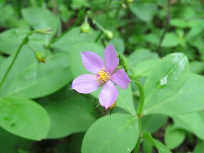 Talinum fruticosum, photographed by Nicolas Olejnik