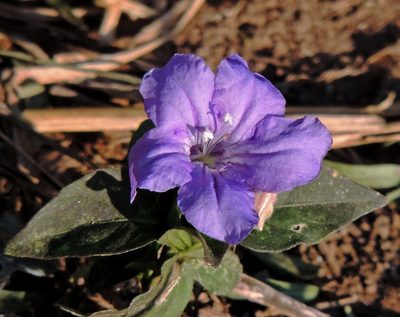 Ruellia erythropus, photographed by Hugo Hulsberg