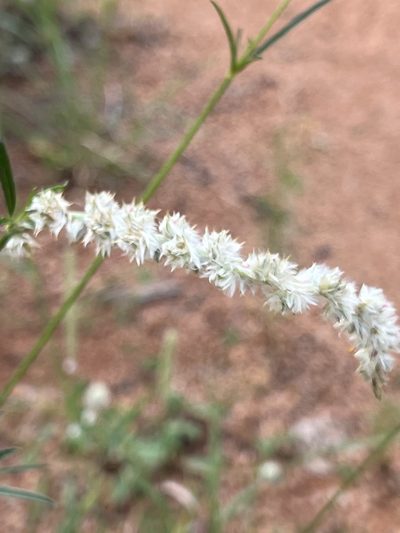 Kyphocarpa angustifolia, photographed by malanfcm