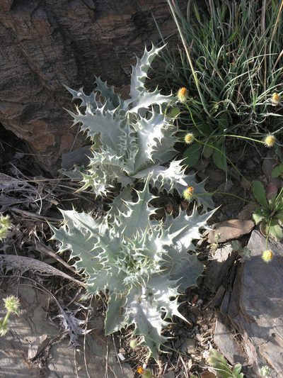 Carlina macrophylla, photographed by Oleg Kosterin