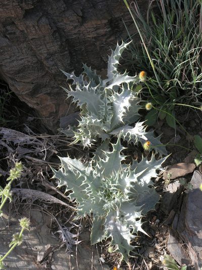 Carlina macrophylla, photographed by Oleg Kosterin