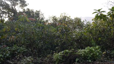 Strobilanthes ixiocephala, photographed by Dinesh Valke