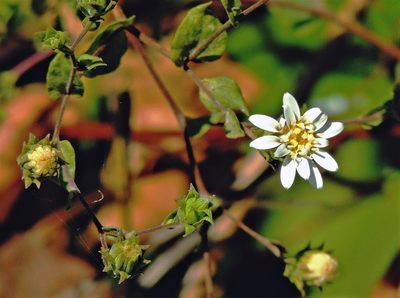 Jungia polita, photographed by Hugo Hulsberg