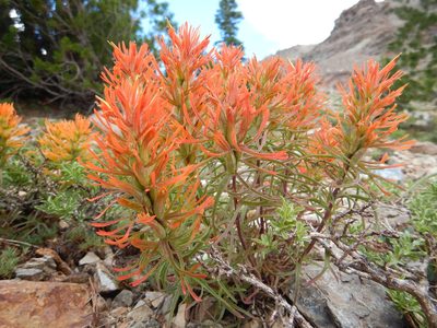 Castilleja covilleana, photographed by Matt Lavin