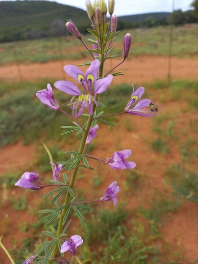 Cleome hirta, photographed by Kelly Abram
