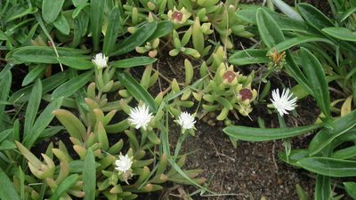 Delosperma caespitosum, photographed by Shaun Swanepoel