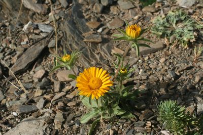 Pallenis cuspidata, photographed by Oleg Kosterin