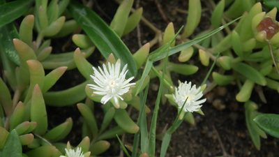 Delosperma caespitosum, photographed by Shaun Swanepoel