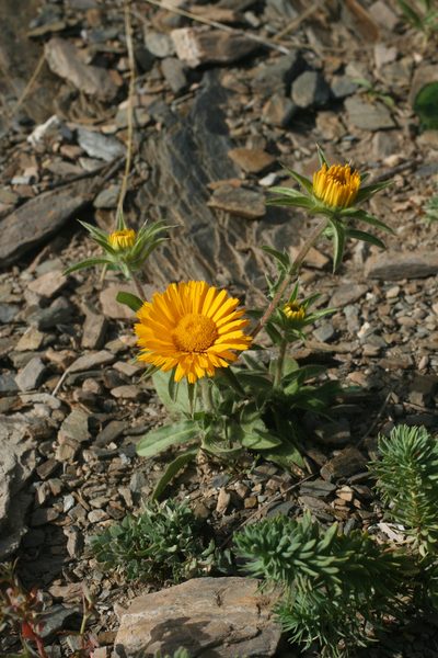 Pallenis cuspidata, photographed by Oleg Kosterin