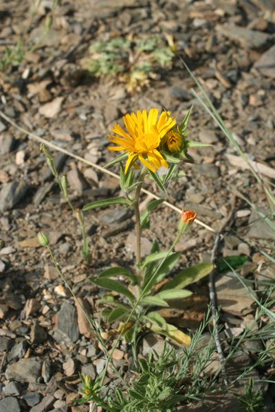 Pallenis cuspidata, photographed by Oleg Kosterin