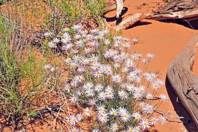 Erigeron utahensis, photographed by Tom Kennedy