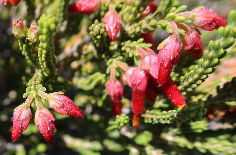 Erica monadelphia, photographed by Diana Studer