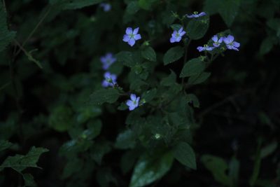 Chaetogastra clinopodifolia, photographed by Carlos Henrique Russi