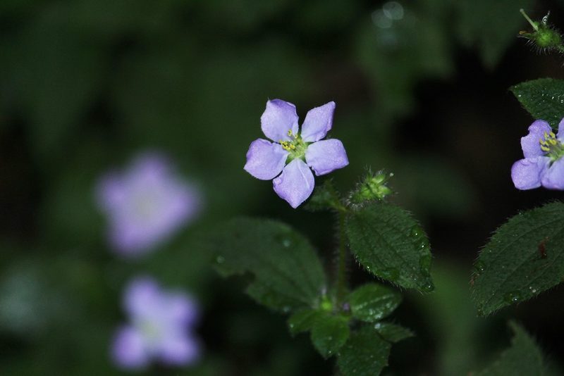 Chaetogastra clinopodifolia, photographed by Carlos Henrique Russi