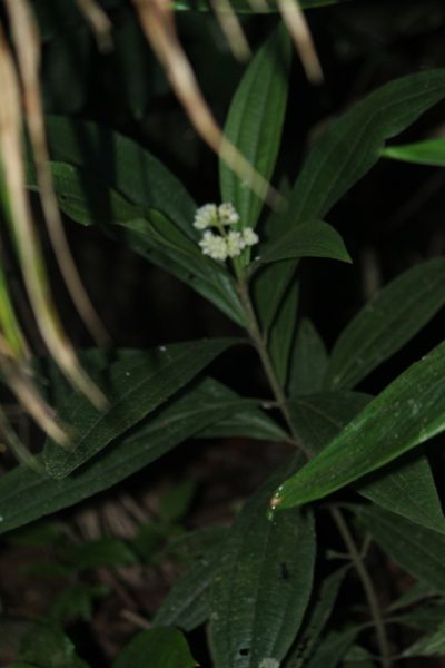 Miconia melastomoides, photographed by Carlos Henrique Russi