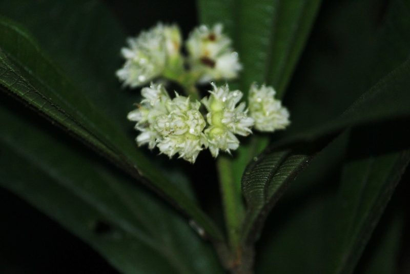 Miconia melastomoides, photographed by Carlos Henrique Russi