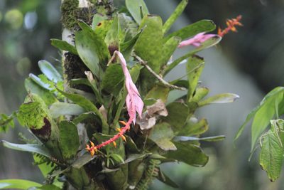 Aechmea nudicaulis, photographed by Carlos Henrique Russi