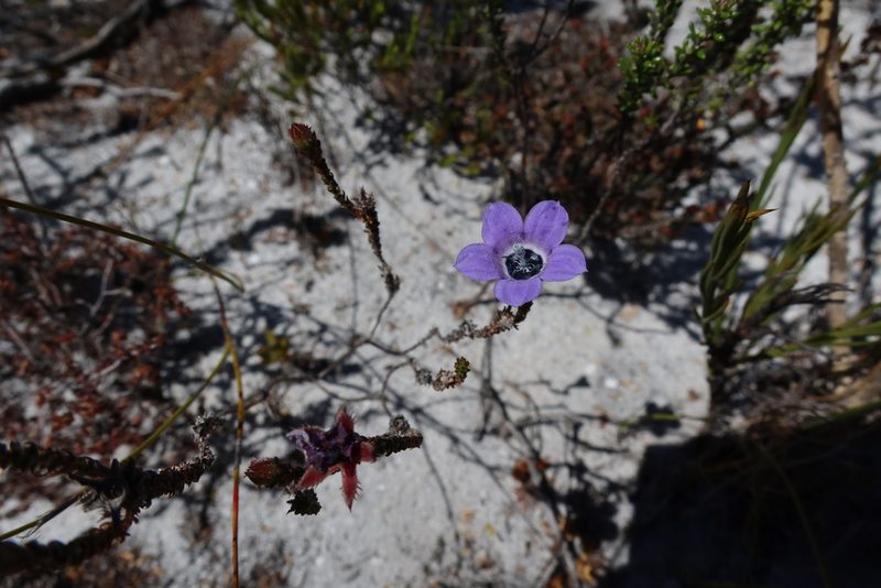 Roella triflora, photographed by Diana Studer