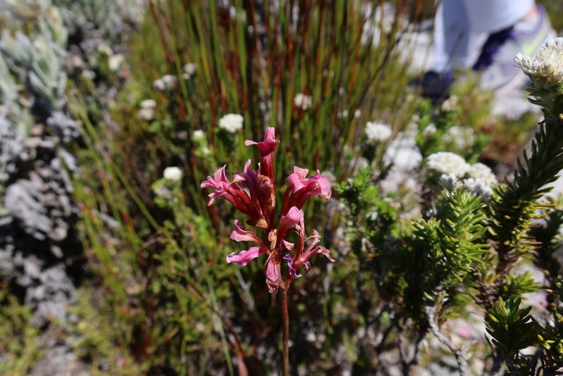 Tritoniopsis dodii, photographed by Diana Studer