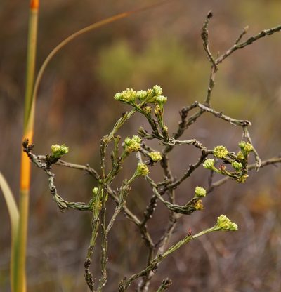 Thesium fallax, photographed by Tony Rebelo